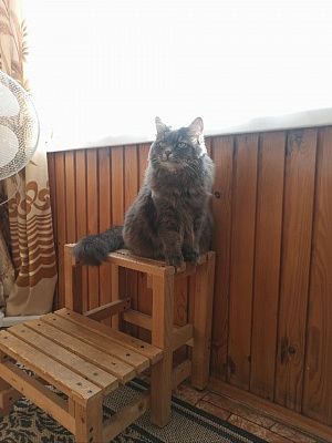 Кузя