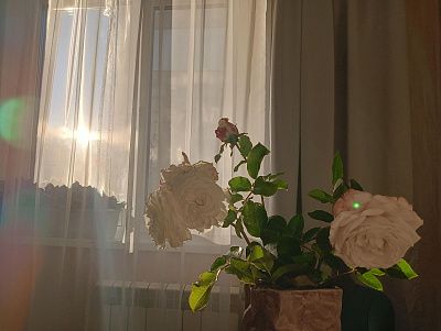 Розы. Чувство дома