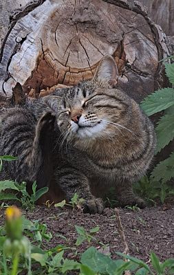 Кошачий дзен