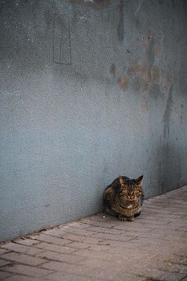 Взгляд городского кота