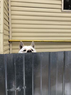 Security Boss