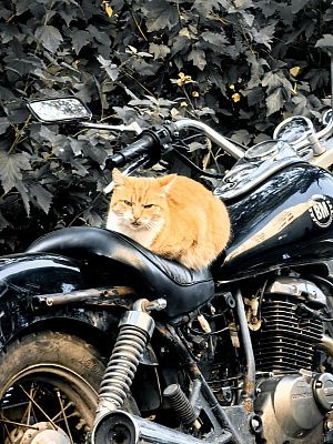 Кот на мотоцикле