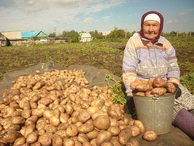 Урожай!