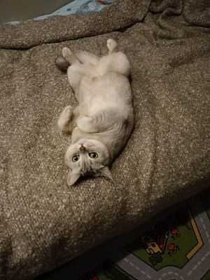 Моя любимая кошка