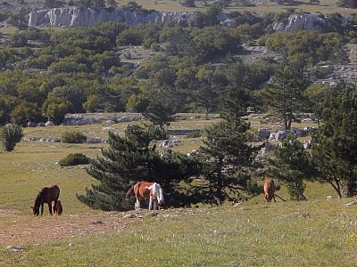 стая белокрылых лошадей