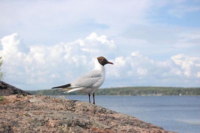 Зоркий глаз