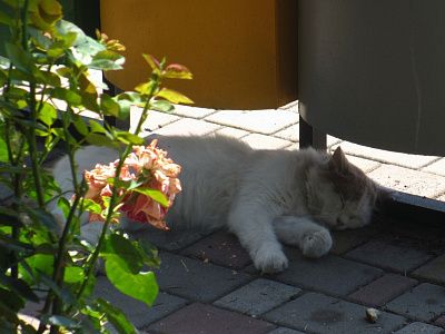 Спящая кошка 