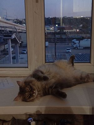 Хори