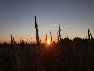 Расцвет летних деньков