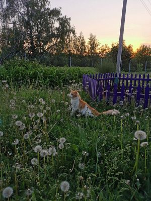 Кекс в окружении одуванчиков 