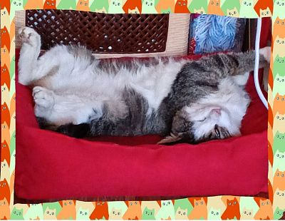 Коржик мяу