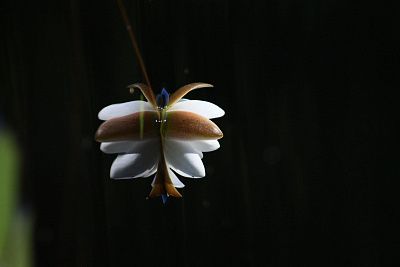 Кувшинка