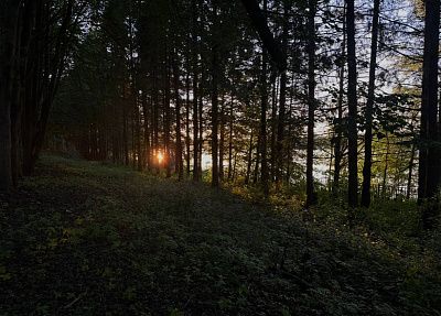 Летний лес