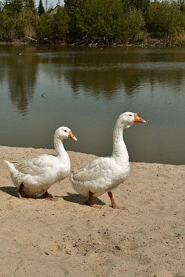 Пара у воды