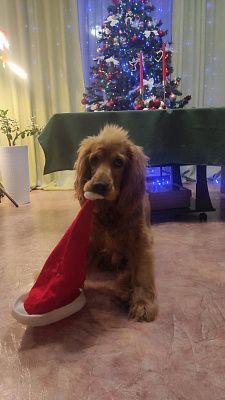 Мой первый новый год