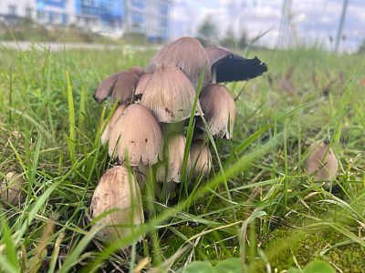 Свежий урожай