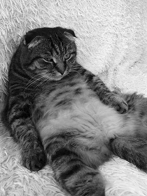  Отдых по-котовски.