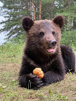Медвежонок Коди