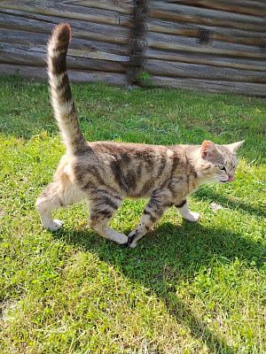 Наш котик "Мурзик"!