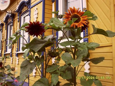 Тепло солнечного дома