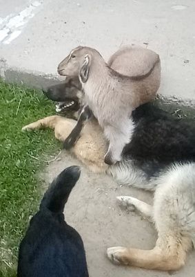 Два друга 