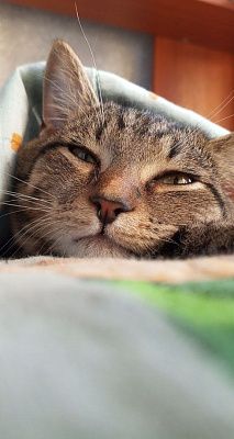 Моя любимая кошечка
