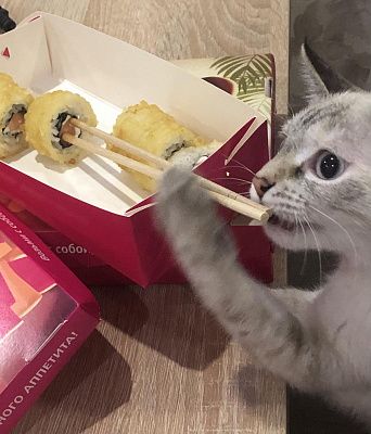 Кошки тоже любят суши