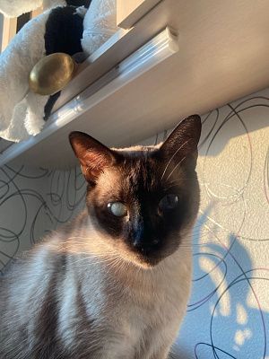 Любимый котик