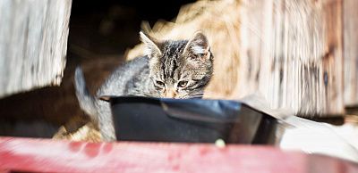 Наш кот.