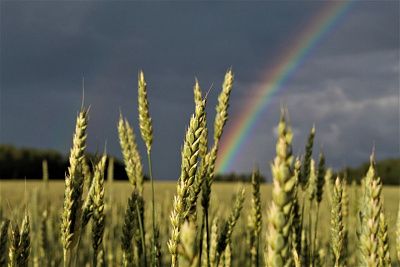 Двойное чудо над золотом полей