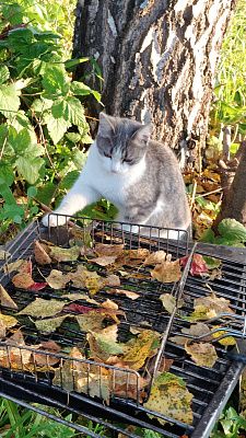 Кошечка Буся