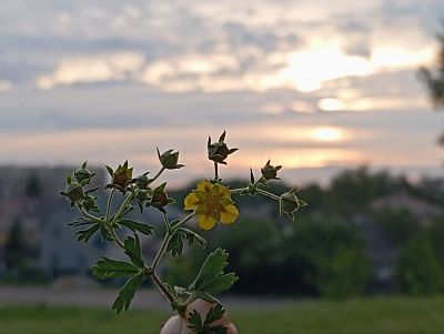 Родное