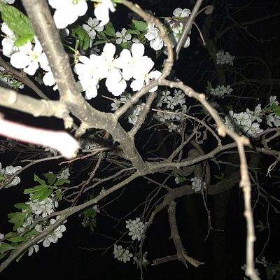 Весна. Ночное цветение.