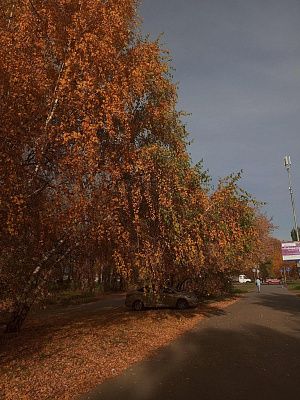 Красота родных улиц 