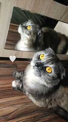 Моя кошка Бетти