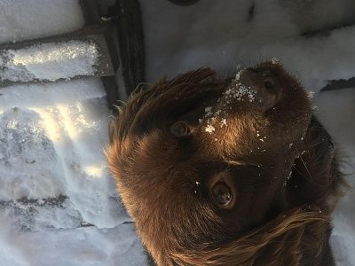 Шоколадные глазки