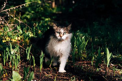 Кот на страже