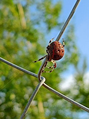 Стальной шелк 