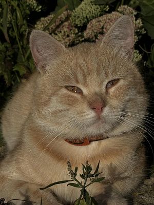 Солнечный кот