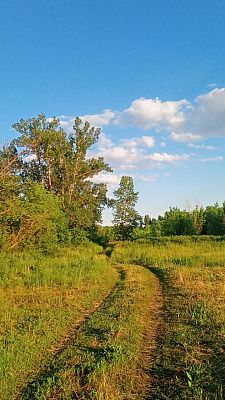 Лес