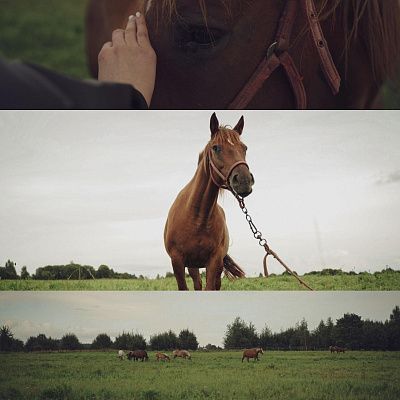 Цезарь