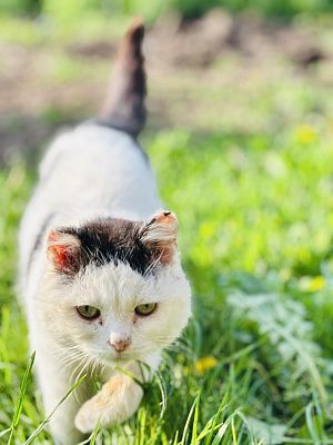Мой чудо котик 