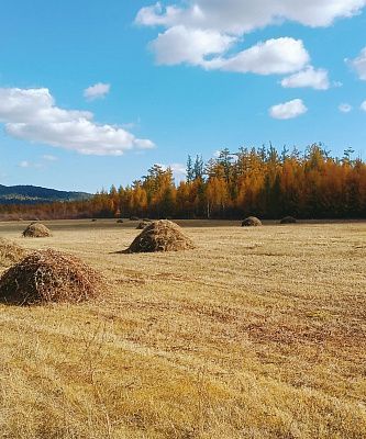 Покос