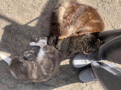 котии