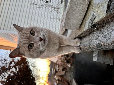 Кот Степан 
