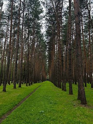 В сердце зелени