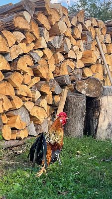Сельский будильник 