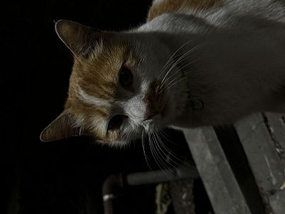 Рыжий кот