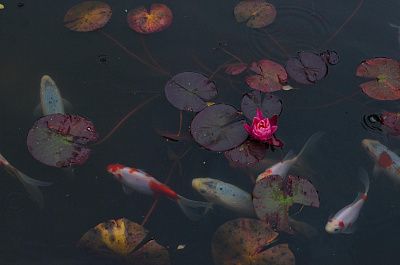 Карпики японские 