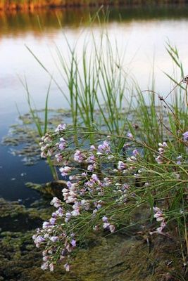 Водоем